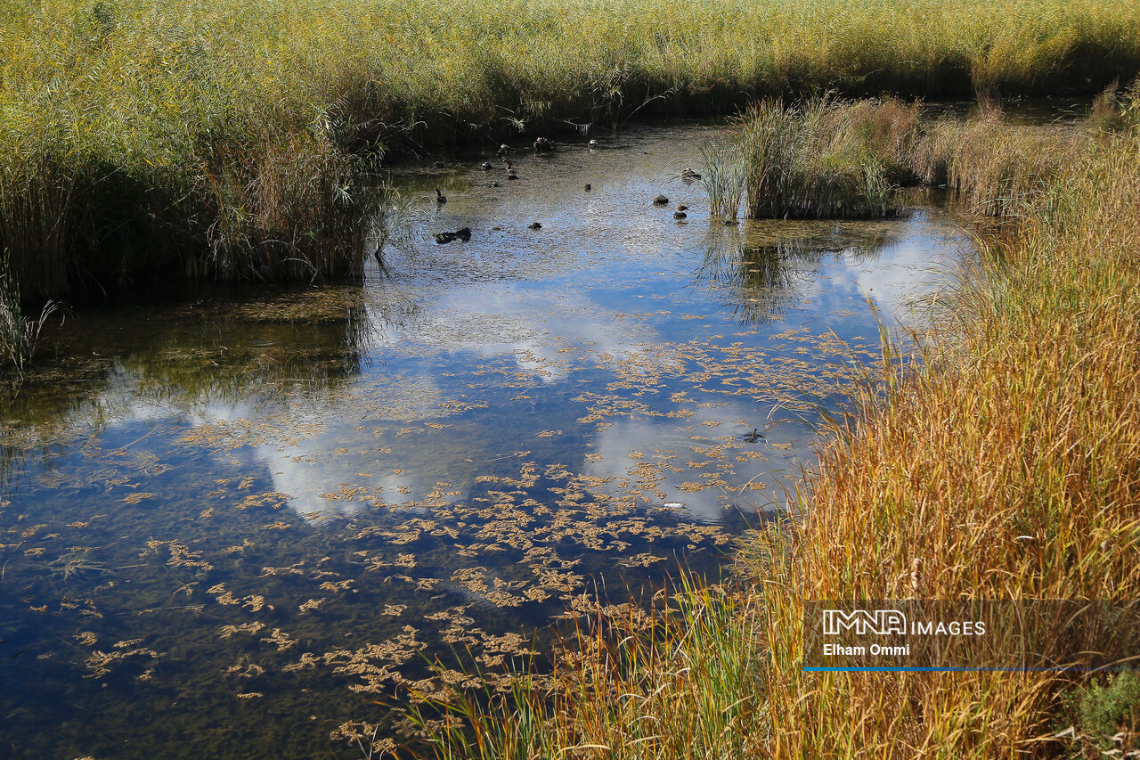 افزایش برخورد با شکارچیان غیرمجاز و توقف ورود فاضلاب به تالاب زریبار