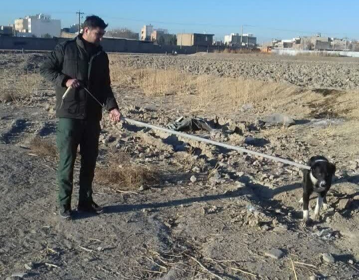 ۲۶۹ قلاده سگ ولگرد در سطح منطقه ۱۰ اصفهان زنده‌گیری شد