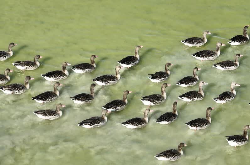 سرشماری زمستانه پرندگان مهاجر آبزی و کنار آبزی تالاب میقان