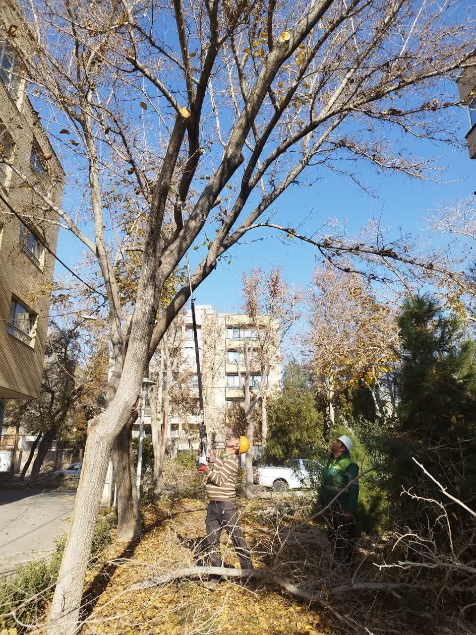 درختان توت در بزرگراه شهید چمران هرس پلارد می‌شود
