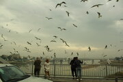 فیلم| هم‌نوایی باران با مرغان دریایی بر فراز پل سفید