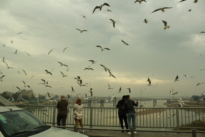 فیلم| هم‌نوایی باران با مرغان دریایی بر فراز پل سفید