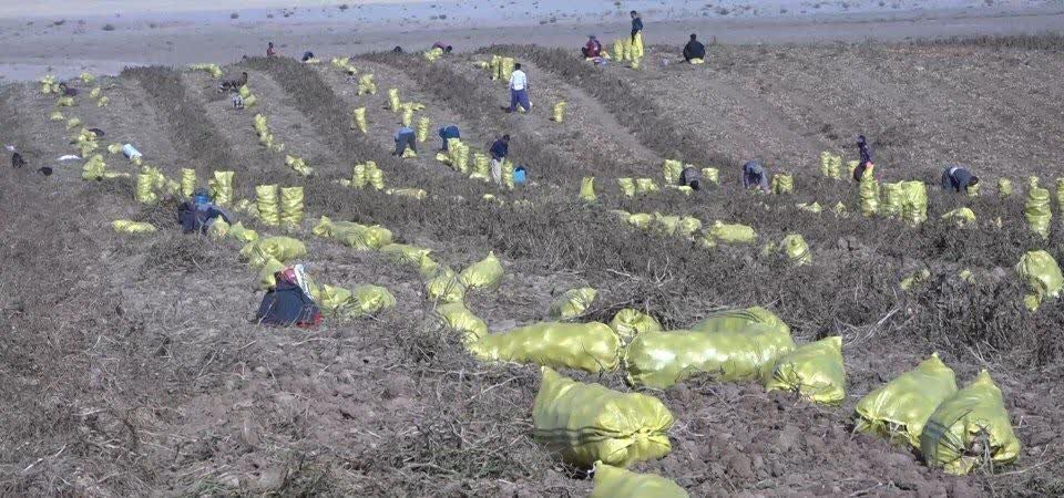 سیبزمینیهایی که چشم انتظار تدبیر هستند