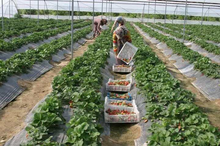 رشد ۲۰ درصدی تولید انواع محصولات کشاورزی در کردستان