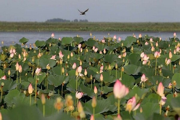 سایه سنگین خشکی بر سر تالابها / امیدی به احیا هست؟