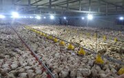 رشد ۳ برابری پرورش مرغ گوشتی در تهران