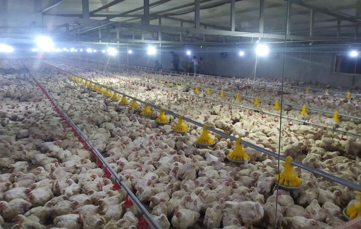 شهرستان سیب و سوران قطب تولید گوشت مرغ در سیستان و بلوچستان می‌شود