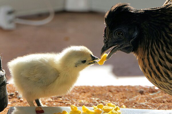 5 تا از رایج ترین بیماری های مرغ