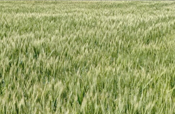 کاشت گندم در ۱۵۹ هزار هکتار از اراضی کشاورزی قزوین