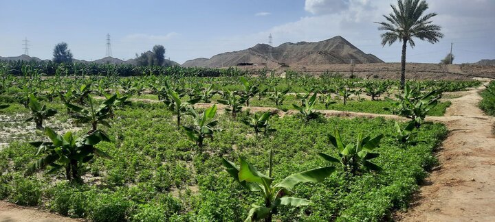 توسعه ۷۶۰۰ هکتاری باغات در سیستان و بلوچستان