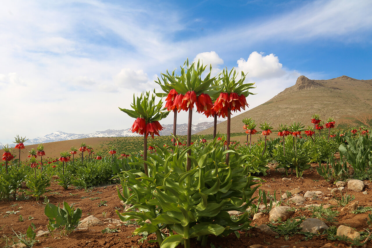 نابودی بزرگترین دشت لالههای واژگون کشور، خیلی دور، خیلی نزدیک