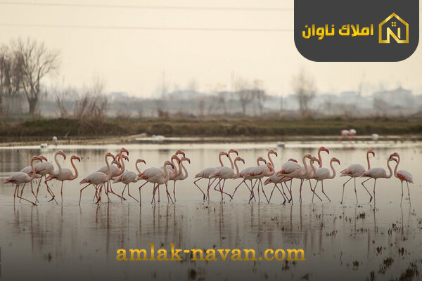 رقابت جذاب سرخرود و بابلسر برای جذب مسافران بهاری