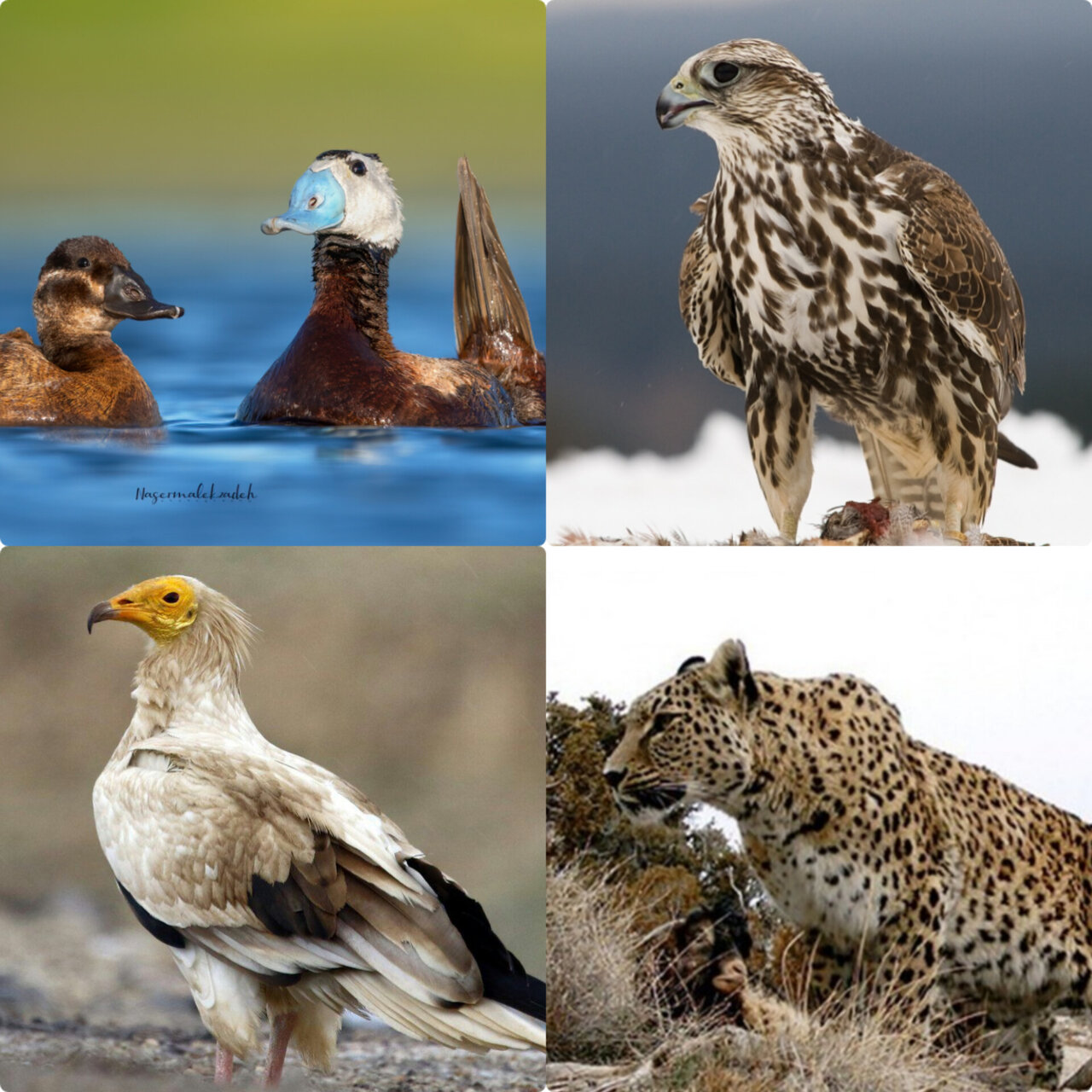 روز جهانی حفاظت از حیات وحش World Wildlife Conservation + حیوانات منقرض شده در عصر حاضر