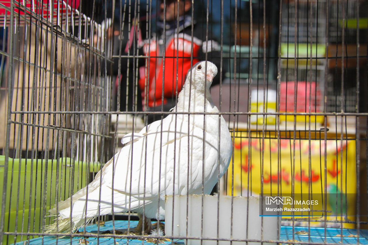 پرندهفروشان خیابان عطار، بهوقت نیمه نهایی