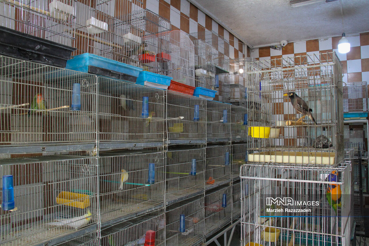 پرندهفروشان خیابان عطار، بهوقت نیمه نهایی