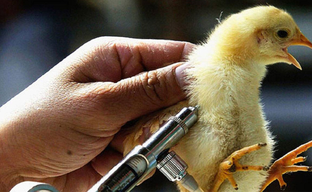 واکسیناسیون ۴۰۰ هزار قطعه پرنده علیه نیوکاسل در قزوین