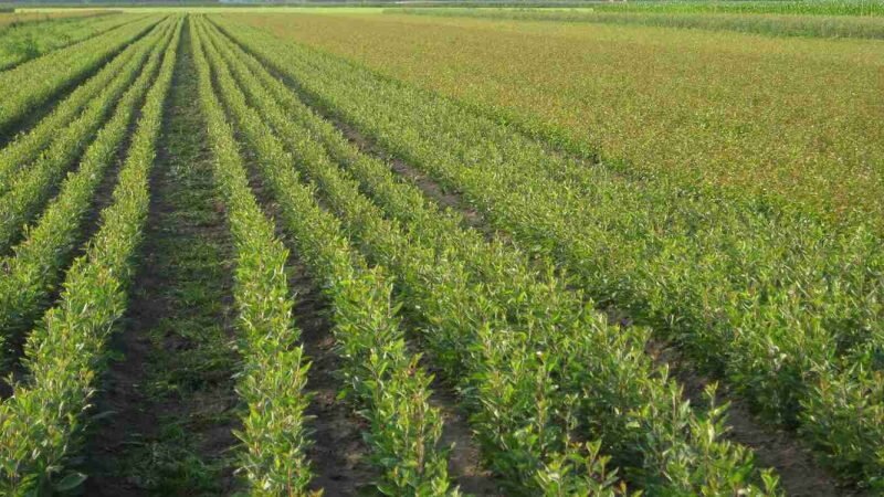 نهالستانها هوشمند میشود؟