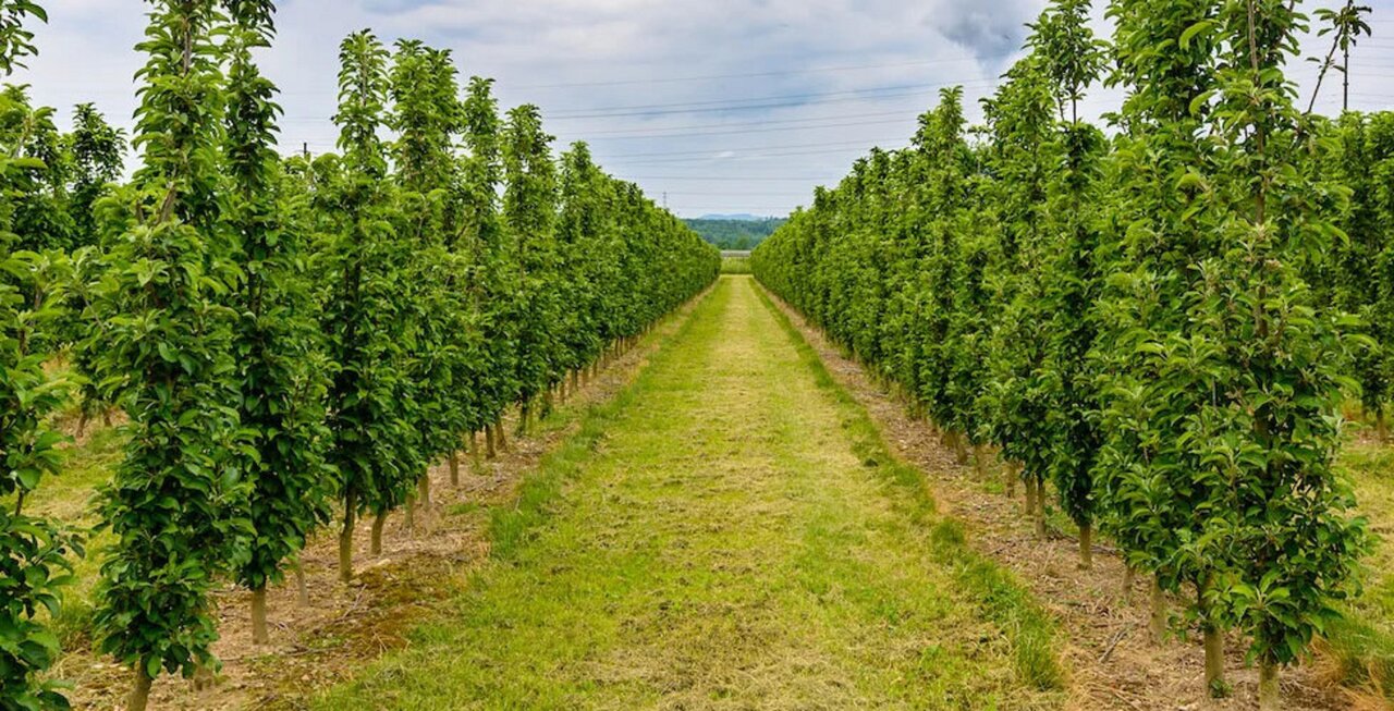 نهالستانها هوشمند میشود؟