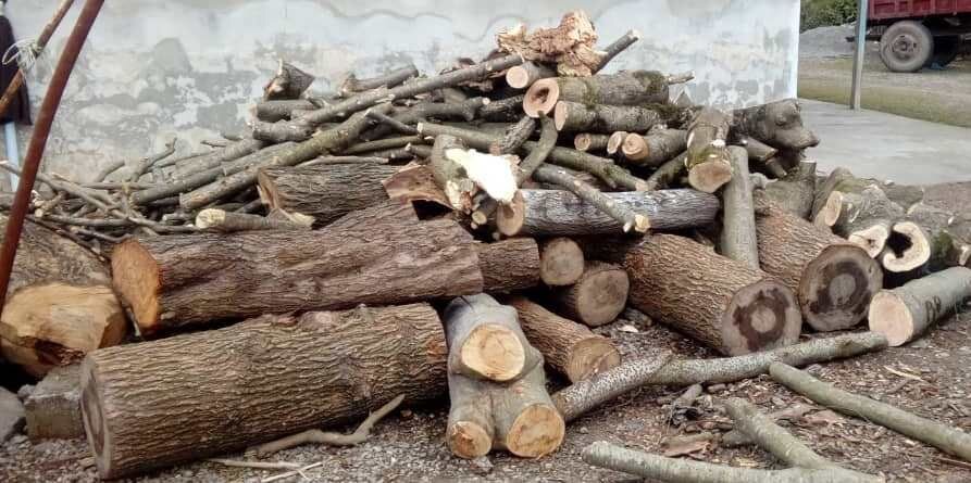 کشف ۳۷ تن چوب جنگلی‌ قاچاق در لاهیجان