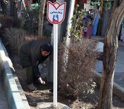 نابودی جوندگان موذی با اجرای طرح طعمه‌گذاری در منطقه ۱۰ اصفهان