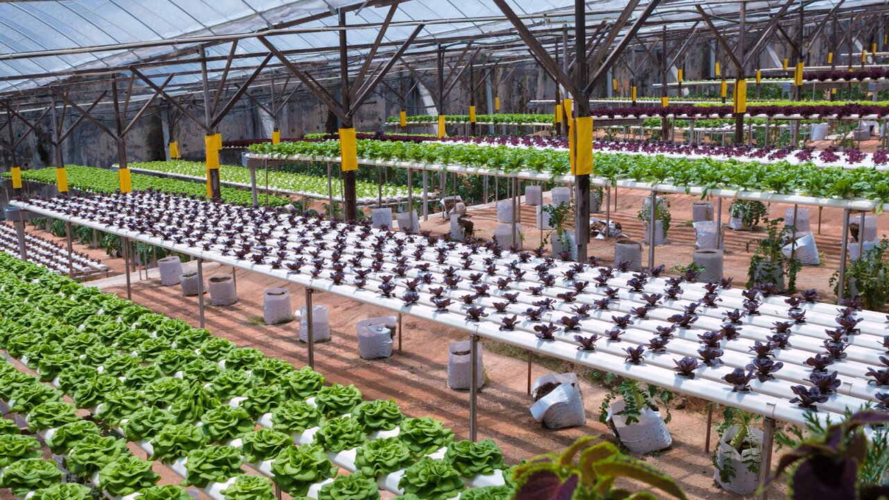 نقش مزارع شهری در ترویج خودکفایی غذایی