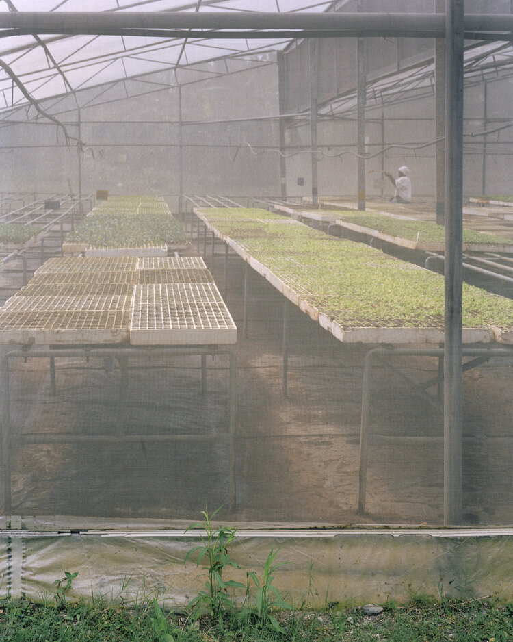 نقش مزارع شهری در ترویج خودکفایی غذایی