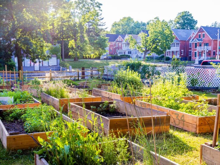 نقش مزارع شهری در ترویج خودکفایی غذایی