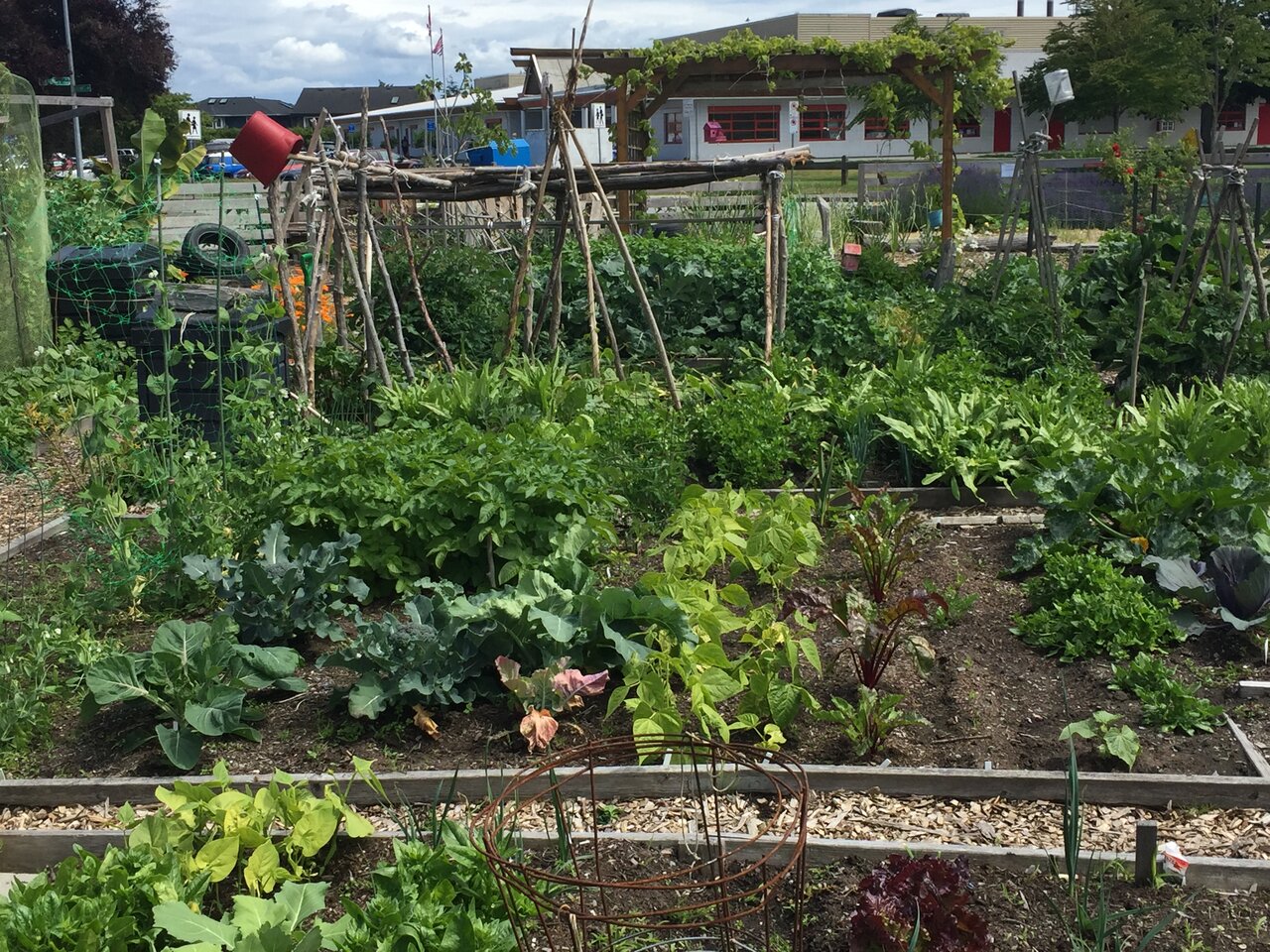 نقش مزارع شهری در ترویج خودکفایی غذایی