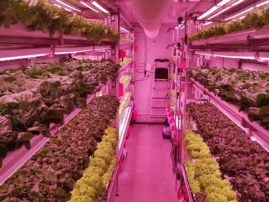 اصلاح ژنتیک گیاهان چه ارتباطی با شهرها دارد؟