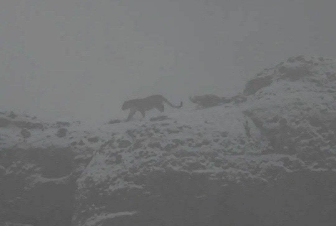 پلنگ ایرانی در اکثر مناطق چهارمحالوبختیاری وجود دارد