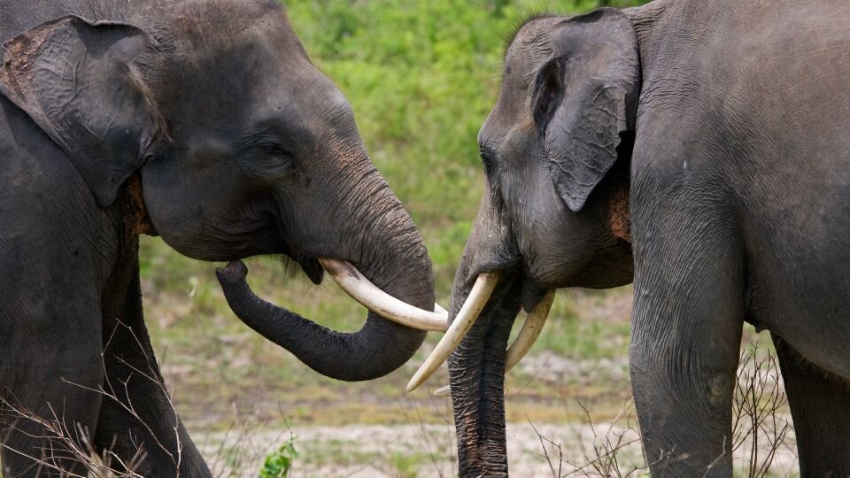 روز جهانی حیات وحش ۲۰۲۴ World Wildlife Day + شعار و عکس حیوانات در خطر انقراض