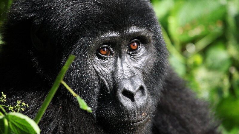 روز جهانی حیات وحش ۲۰۲۴ World Wildlife Day + شعار و عکس حیوانات در خطر انقراض