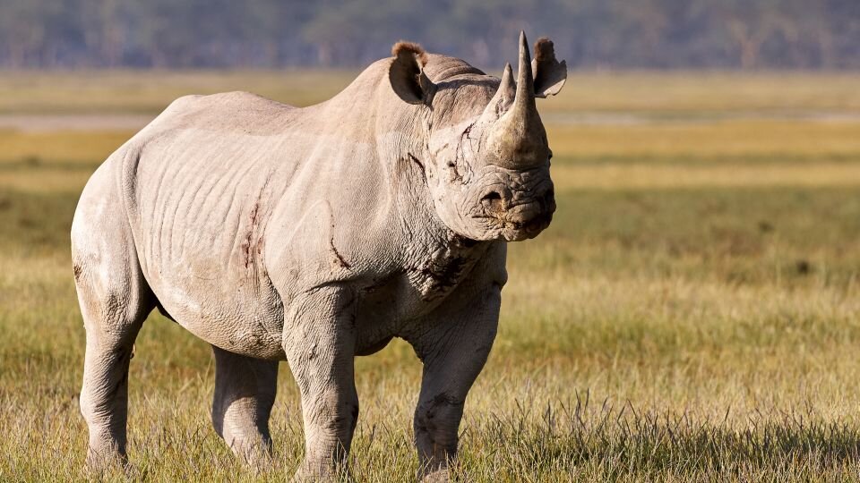 روز جهانی حیات وحش ۲۰۲۴ World Wildlife Day + شعار و عکس حیوانات در خطر انقراض