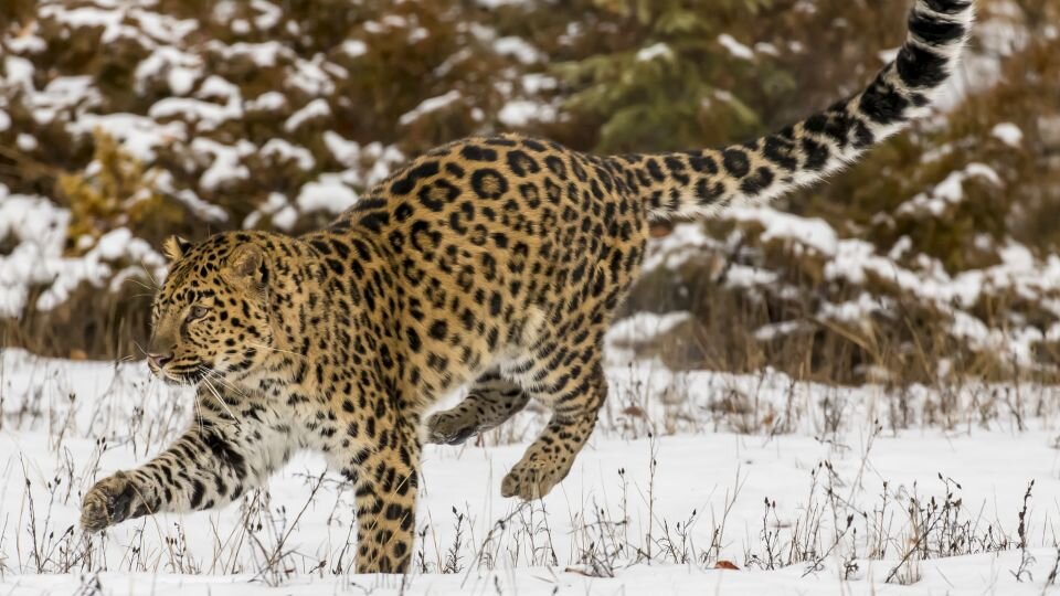 روز جهانی حیات وحش ۲۰۲۴ World Wildlife Day + شعار و عکس حیوانات در خطر انقراض