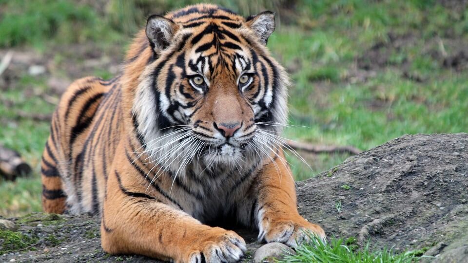 روز جهانی حیات وحش ۲۰۲۴ World Wildlife Day + شعار و عکس حیوانات در خطر انقراض