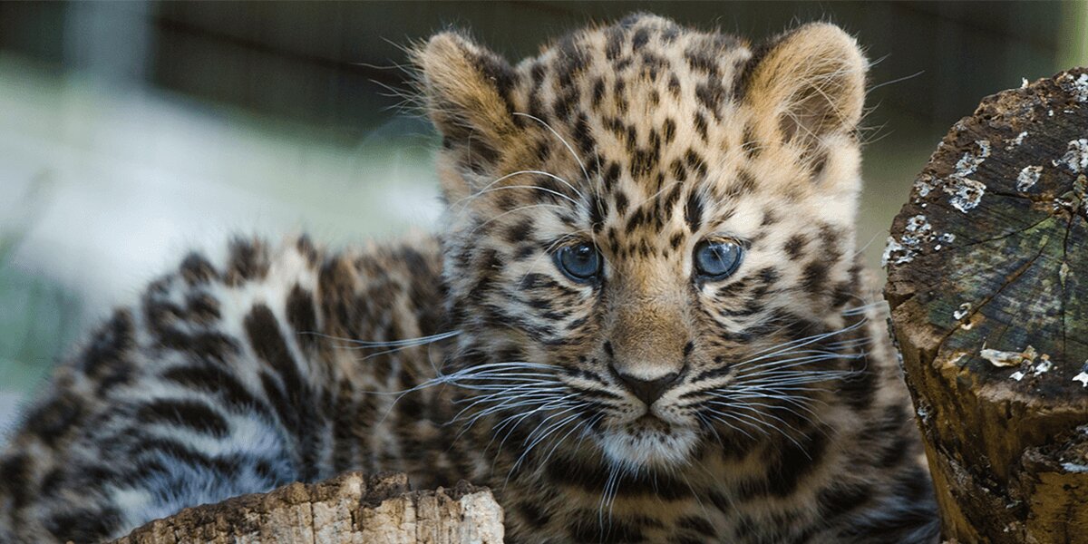 روز جهانی حیات وحش ۲۰۲۴ World Wildlife Day + شعار و عکس حیوانات در خطر انقراض