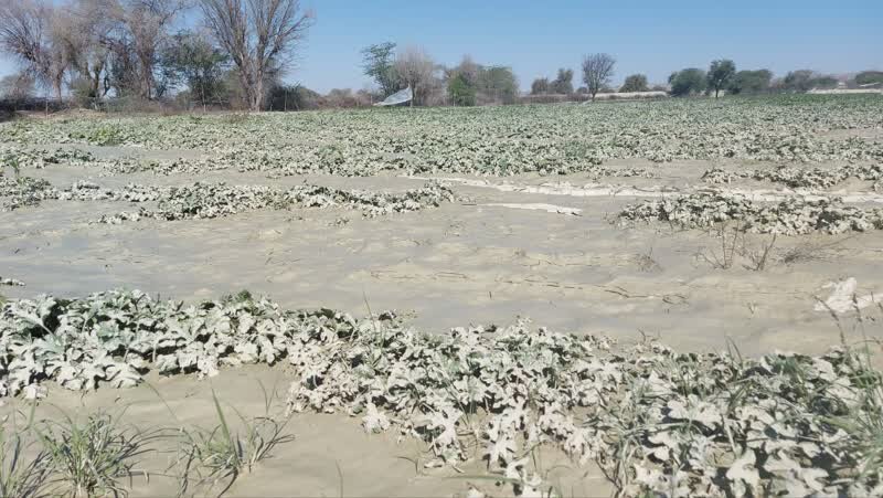 خسارت سنگین سیل به بخش کشاورزی سیستان و بلوچستان