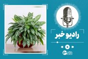 ۷ گیاه آپارتمانی زیبا با مراقبت کم + شرایط نگهداری