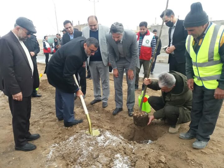 کاشت ۹۰۰ اصله نهال زیتون تلخ در شهرستان بیرجند