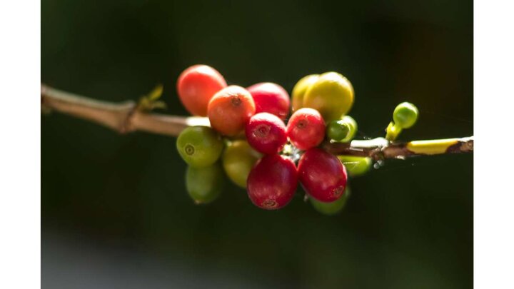 آیا دانشمندان میتوانند جان قهوه صبحانه شما را نجات دهند؟ آیا دانشمندان میتوانند جان قهوه صبحانه شما را نجات دهند؟