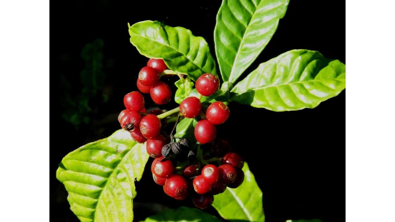 آیا دانشمندان میتوانند جان قهوه صبحانه شما را نجات دهند؟