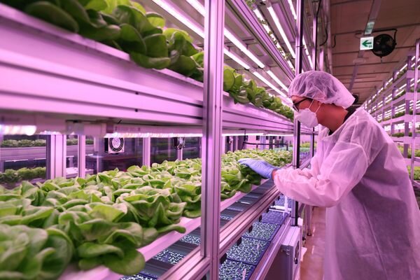 امنیت غذایی بهعنوان اولویت ملی؛ تجربههایی از کره جنوبی، سنگاپور و امارات