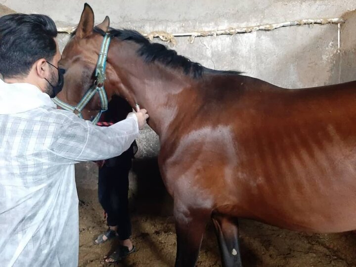 بیماری مشمشه در میان اسب‌های استان قزوین دیده نشد