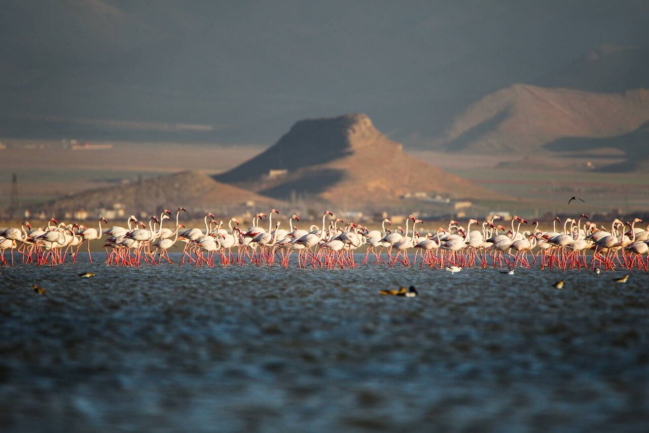 تیغ دولبه حیات تالاب میقان؛ از ظرفیتهای اکوتوریستی تا تهدیدات زیستمحیطی