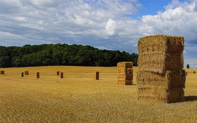 بررسی کاربرد انواع نخهای کشاورزی