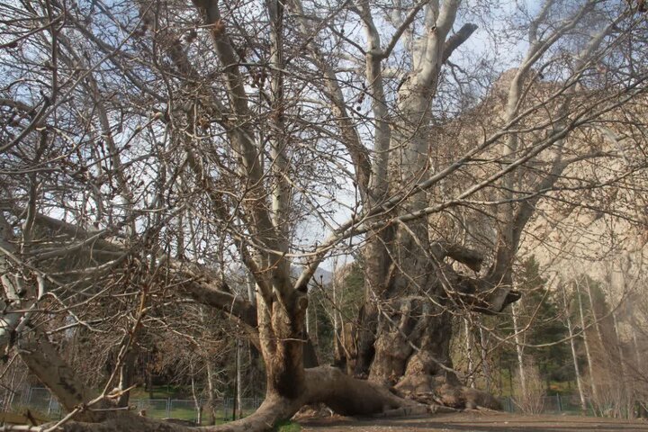 درخت «شیرین و فرهاد» ۶۰۲ ساله شد
