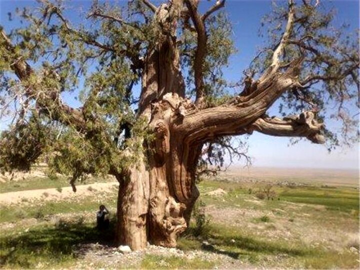 بیش از ۷۰ درخت کهنسال فارس در فهرست ثبت آثار ملی جای گرفتند