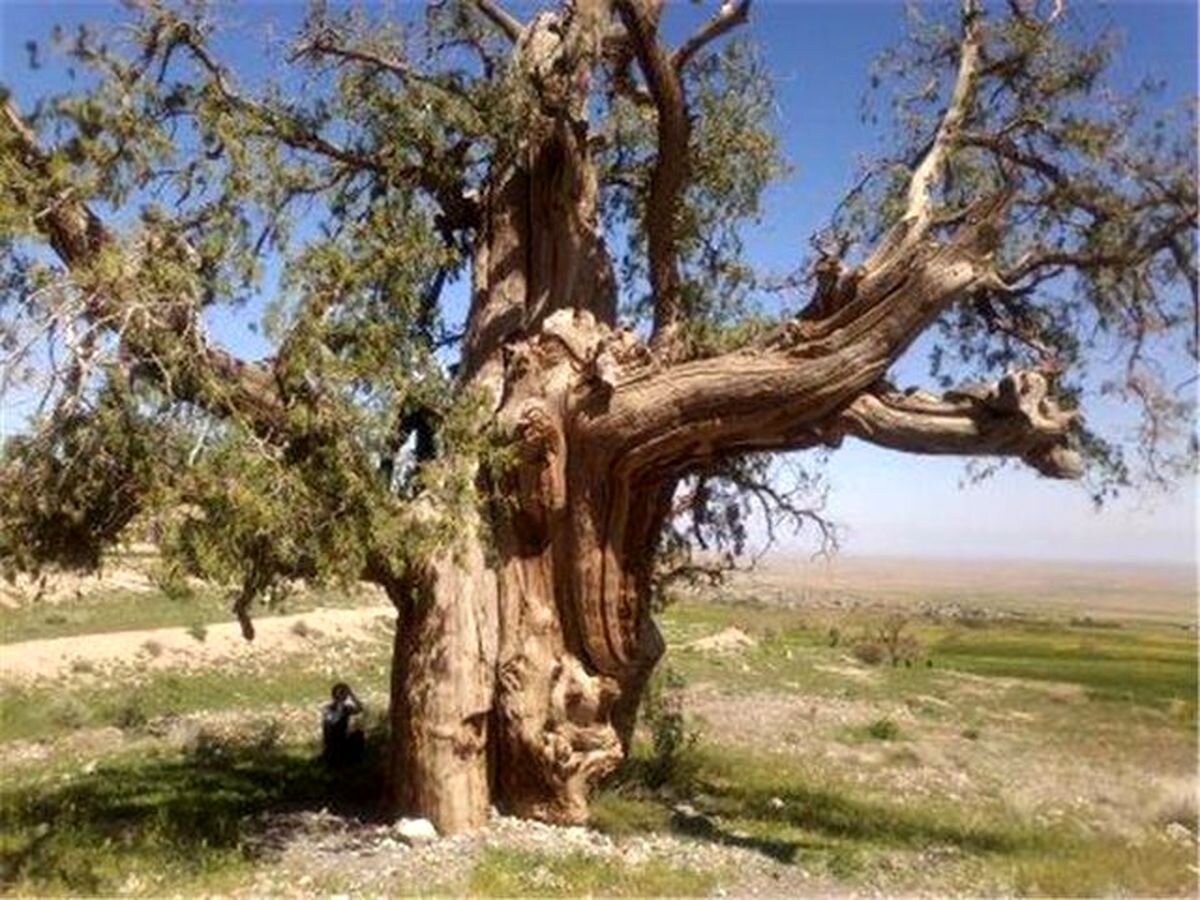 بیش از ۷۰ درخت کهنسال فارس در فهرست ثبت آثار ملی جای گرفتند