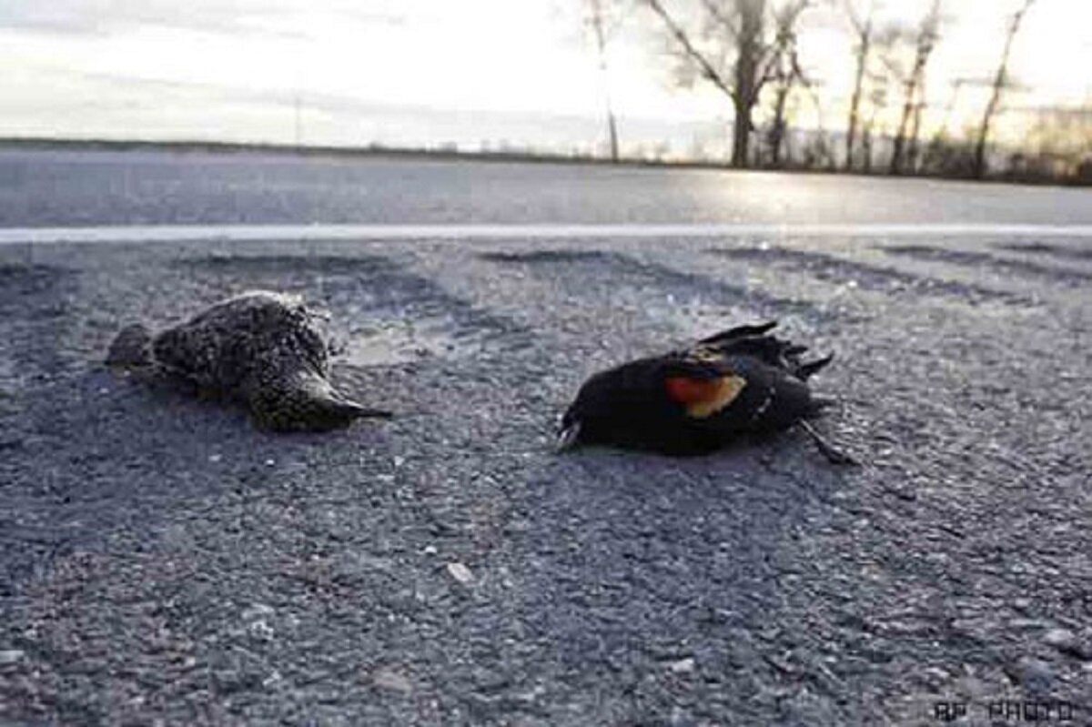 رد پای چهارشنبه سوری بر حیات وحش