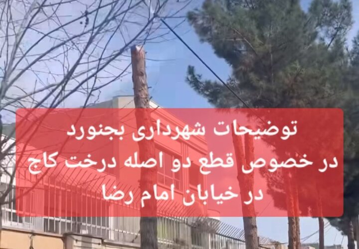 قطع ۲ درخت در بجنورد/ شهرداری: احتمال سقوط درختان وجود داشت
